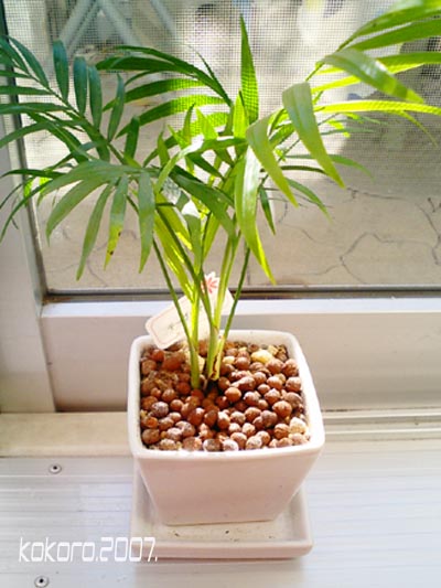 観葉植物 見た時間だけ人生を無駄に費やすblog 観葉植物 見た時間だけ人生を無駄に費やすblog