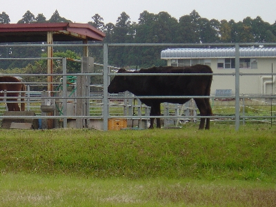 miyazaki