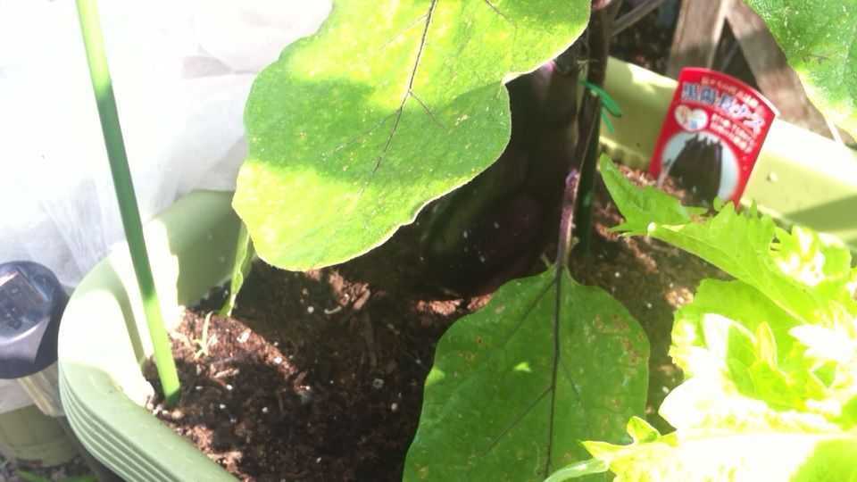 ナスの初収穫と病害虫対策 よだ家のblog ナスの初収穫と病害虫対策 よだ家のblog