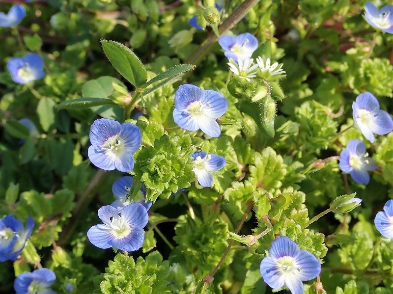 道端の草花 ぶらり花探し虫探し 道端の草花 ぶらり花探し虫探し
