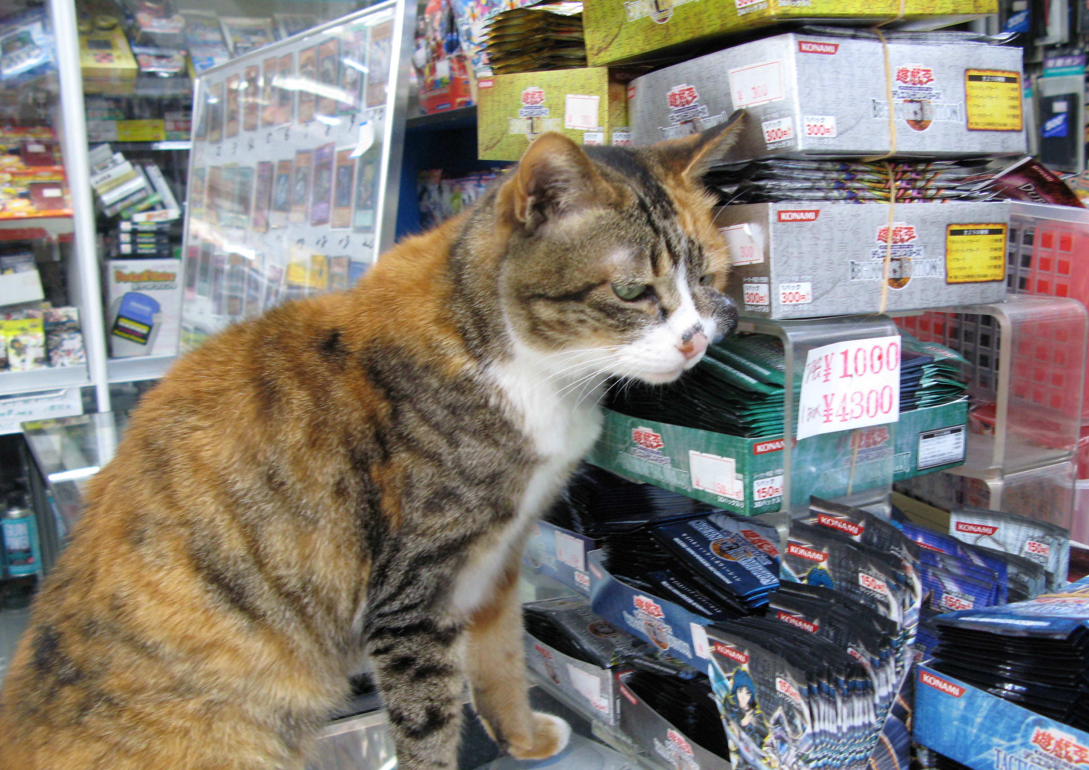 悲しい写真展 ヨード蘭の自己満足
