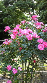 DVC00256