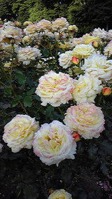 DVC00255