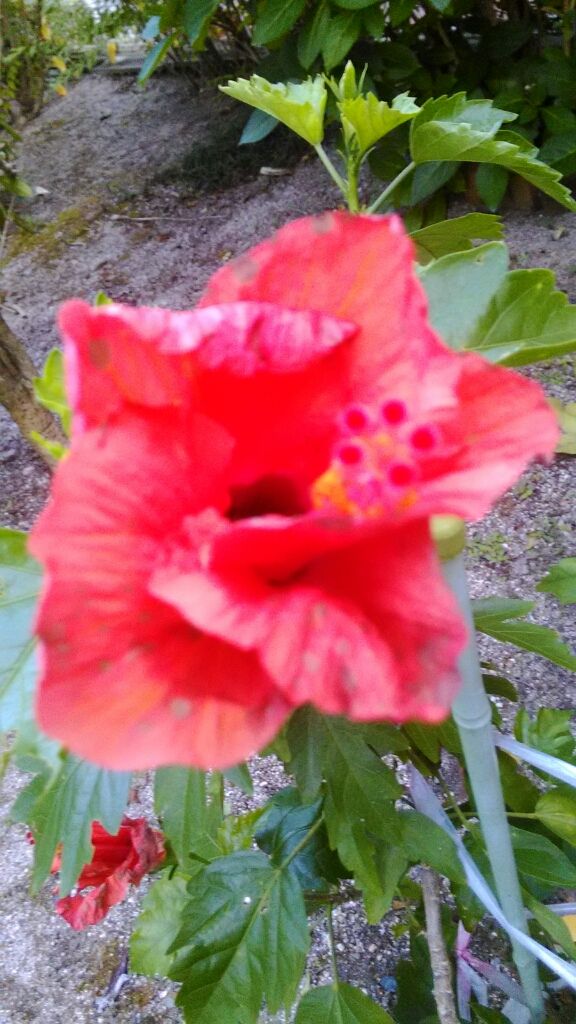 A Bottke Gourd A Gourd And A Hibiscus 夕顔 瓢箪 ハイビスカス 英語でこんにちは A Bottke Gourd A Gourd And A Hibiscus 夕顔 瓢箪 ハイビスカス 英語でこんにちは