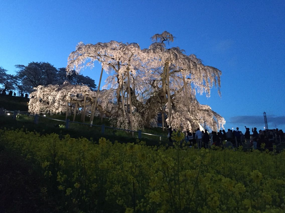 かなこのYOGAくらす : 今年何度目のお花見かしら??? ~三春町 滝桜~