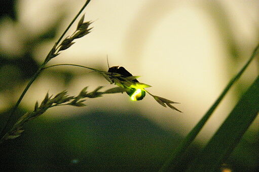 14075736925330