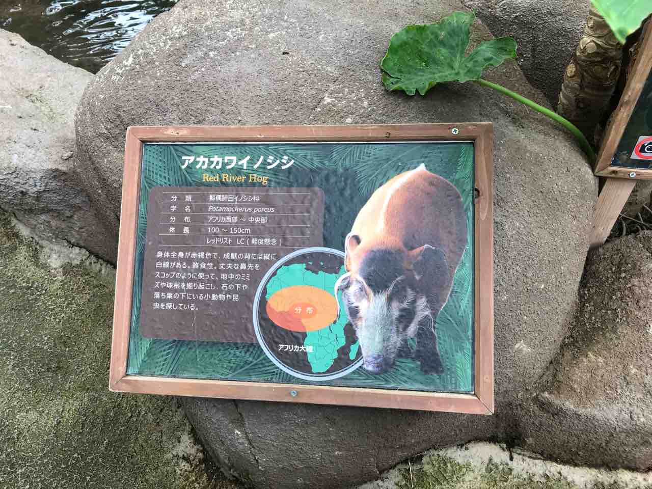 かなこのｙｏｇａくらす てぬぐい 那須どうぶつ王国