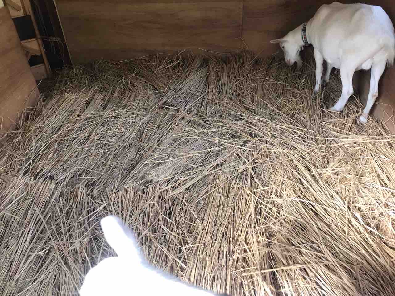 かなこのｙｏｇａくらす ヤギ小屋の掃除初体験