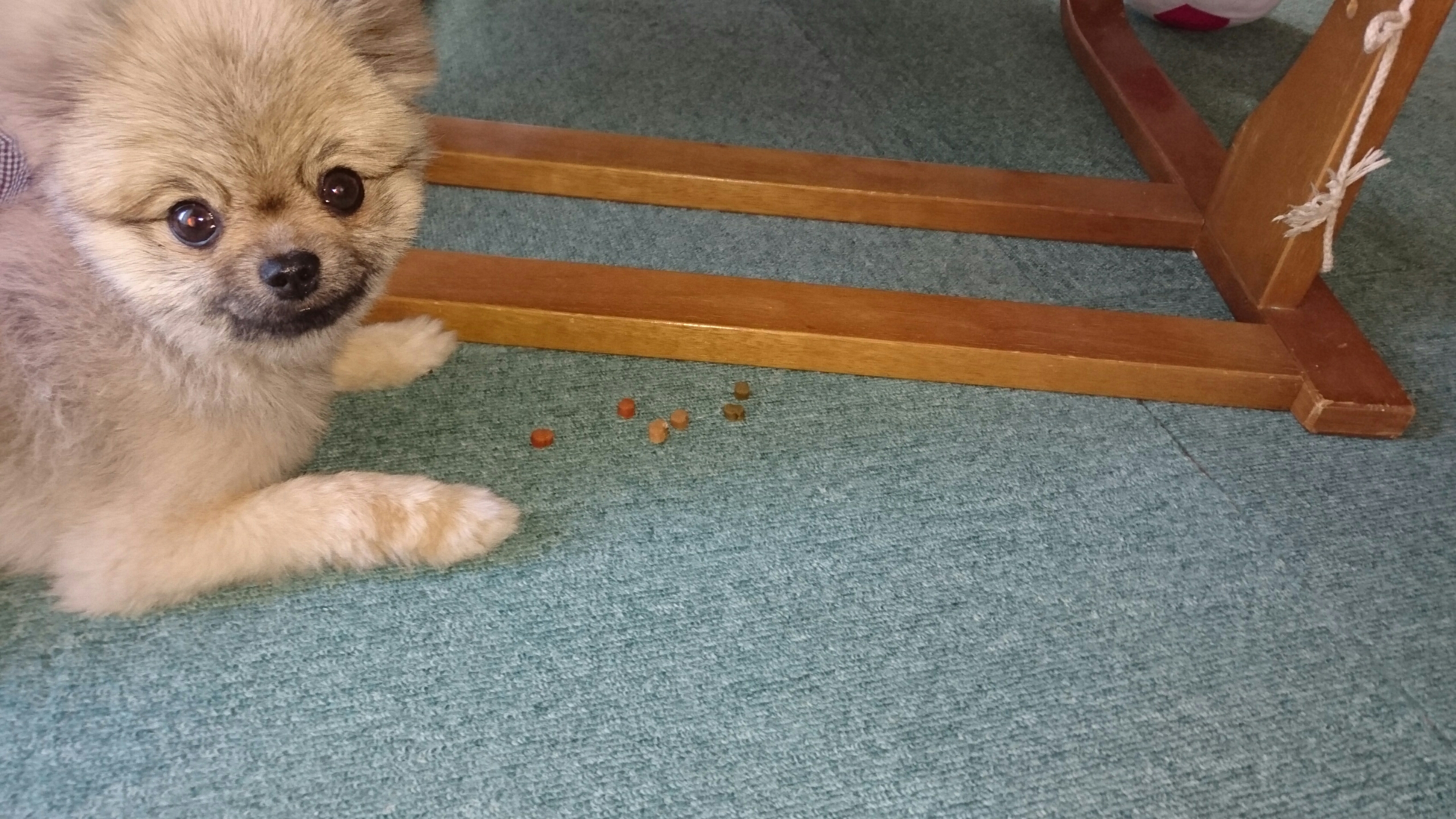 アズキちゃんドッグフードをお皿から食べないです ミエとアズキのちょい田舎暮らし アズキちゃんドッグフードをお皿から食べないです ミエとアズキのちょい田舎暮らし