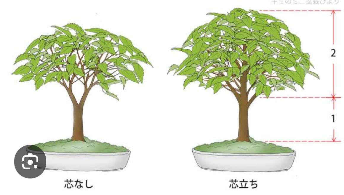 けやきのミニ盆栽 1番の期待株 : ミエとアズキのちょい田舎暮らし