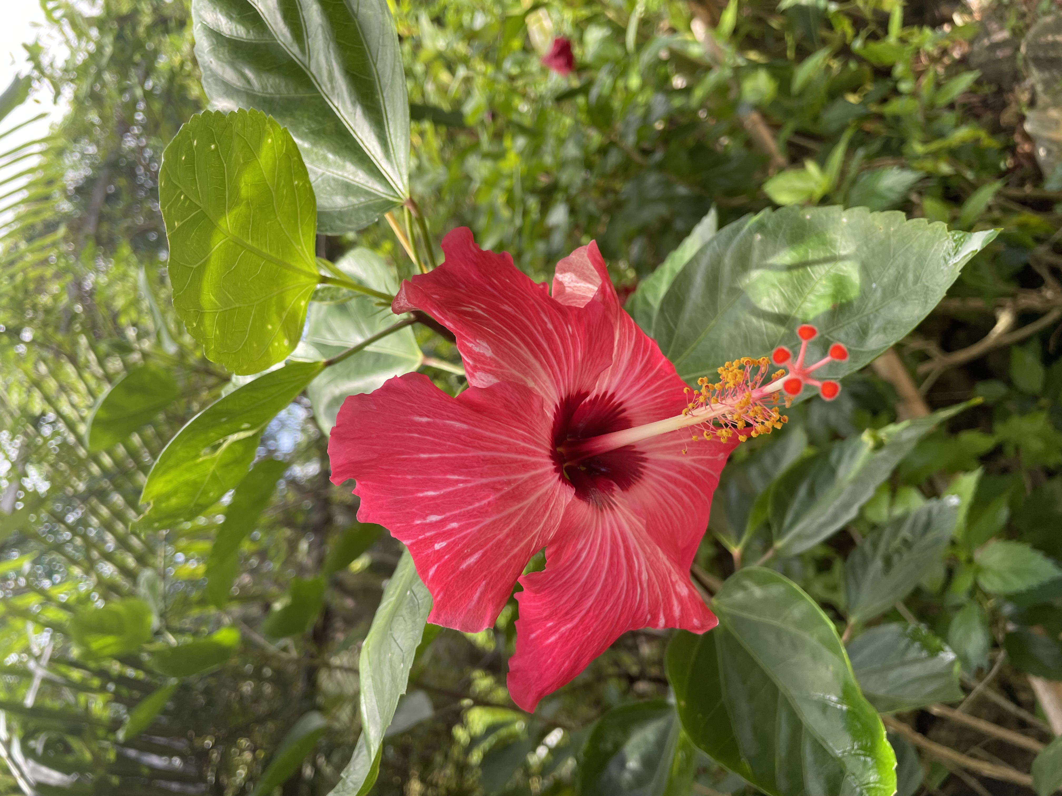 沖縄の八重山諸島はどこも花だらけでした ミエとアズキのちょい田舎暮らし