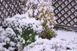 初雪