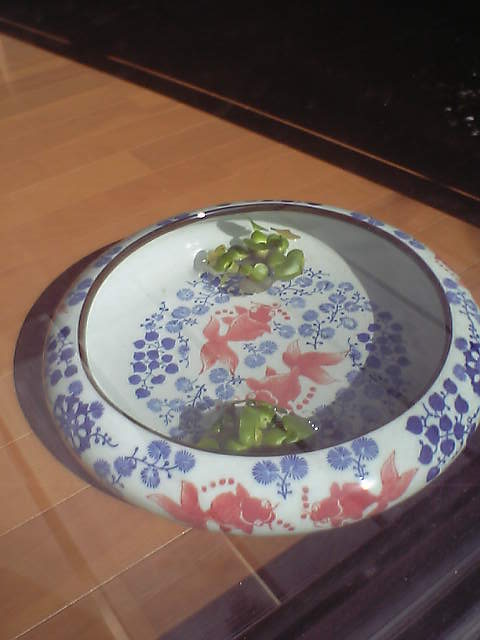 壱のツボ 金魚は 上から見るべし 耀平の美の壺