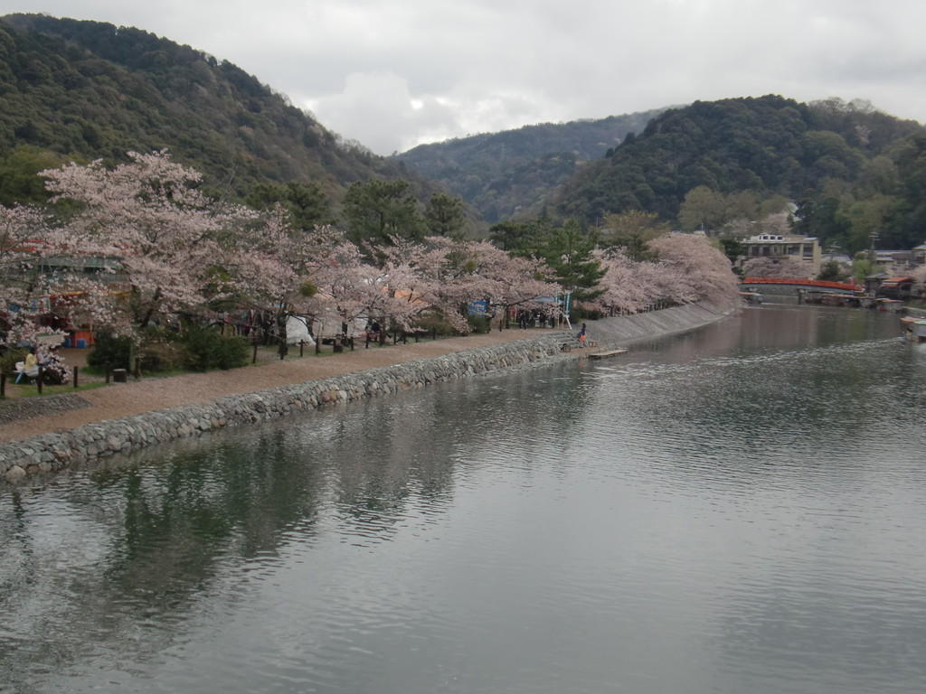 宇治市 宇治川さくらまつり ようしゃん スピリッツ こころよろこぶ