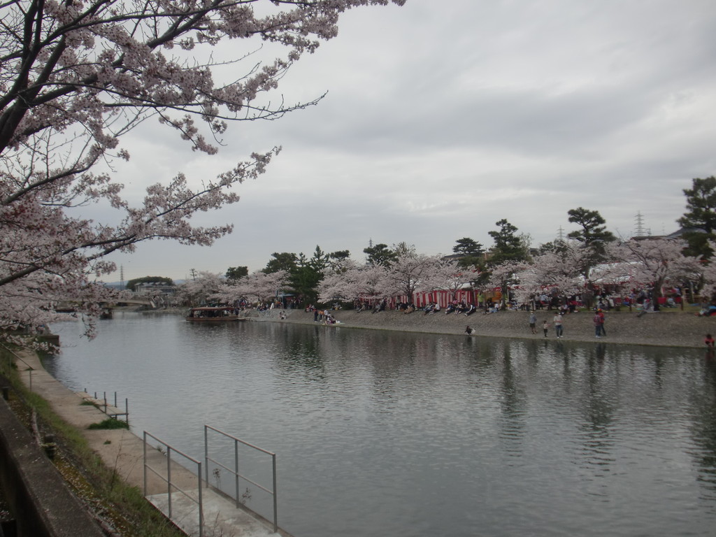 宇治市 宇治川さくらまつり ようしゃん スピリッツ こころよろこぶ