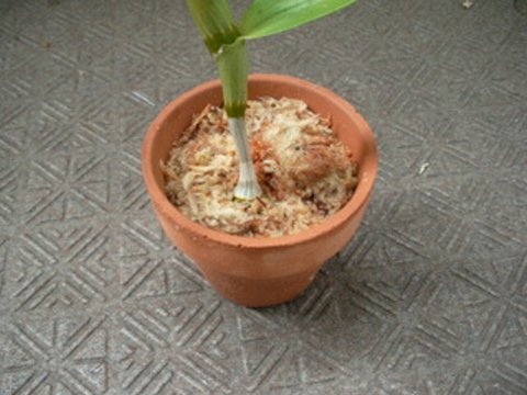 デンドロビウムの高芽取り よぉすけず Cafe