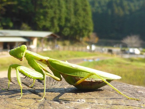 ﾊﾗﾋﾞﾛｶﾏｷﾘ01