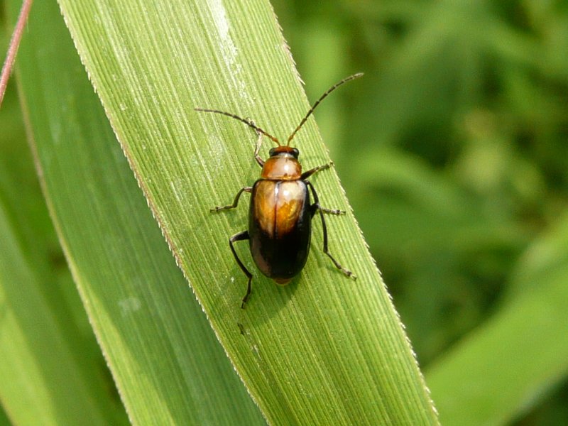 0127 ウリハムシモドキ 昆虫撮集 0127 ウリハムシモドキ 昆虫撮集