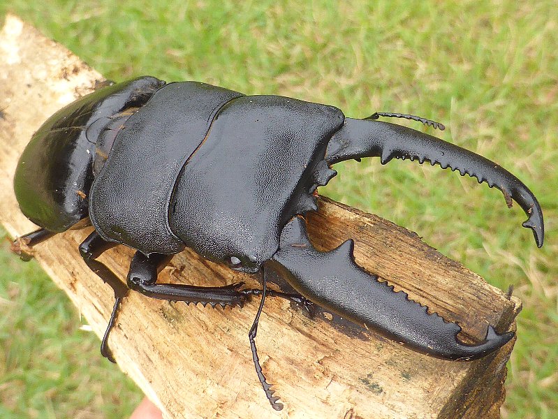 10 外015 パラワンオオヒラタクワガタ 昆虫撮集