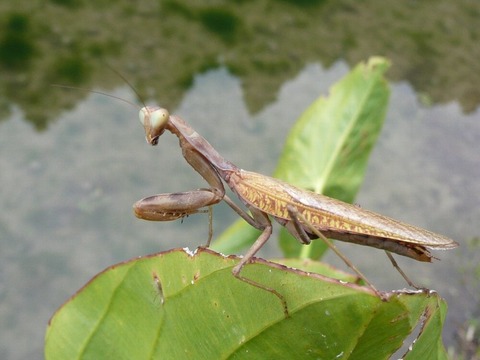 ﾊﾗﾋﾞﾛｶﾏｷﾘ03