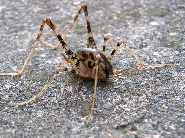 1009 マダラカマドウマ 昆虫撮集