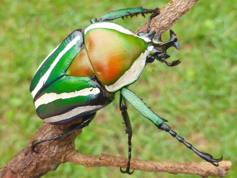 1086 外018 シロヘリミドリツノカナブン 昆虫撮集