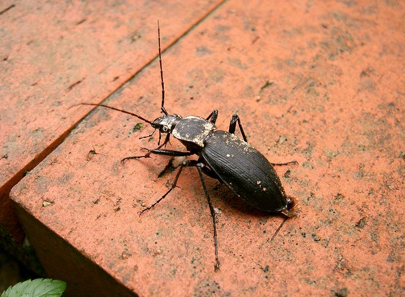 0438 クロナガオサムシ 昆虫撮集