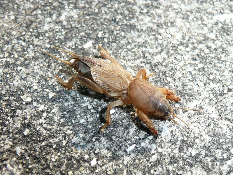 昆虫撮集:ケラ科