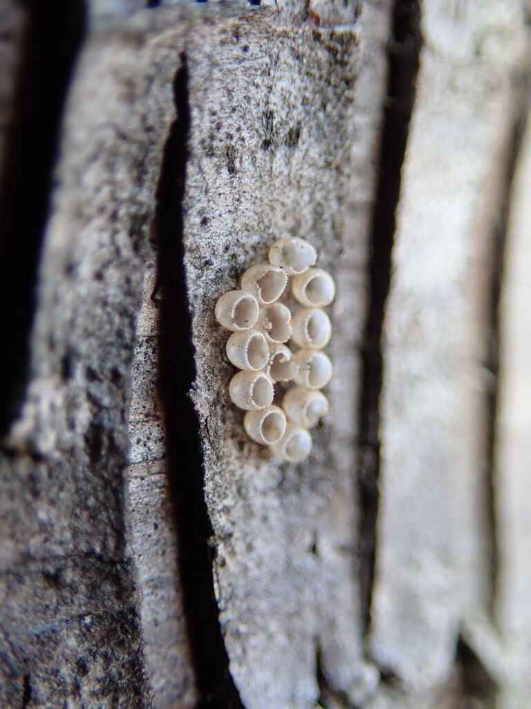 旅立ちのあと まあ好きにしんさいや