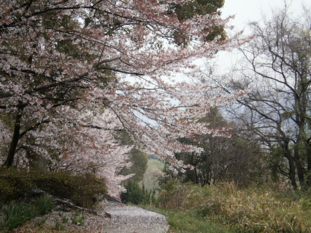 イメージ 13