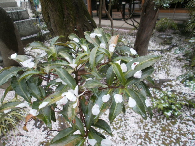 イメージ 4