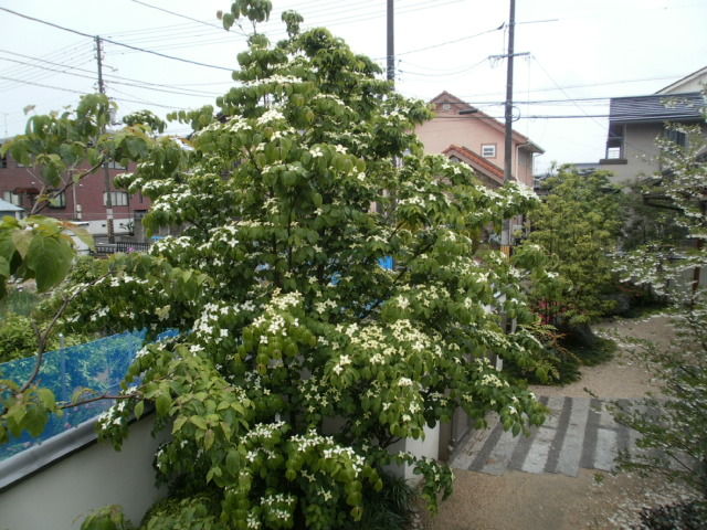 イメージ 7