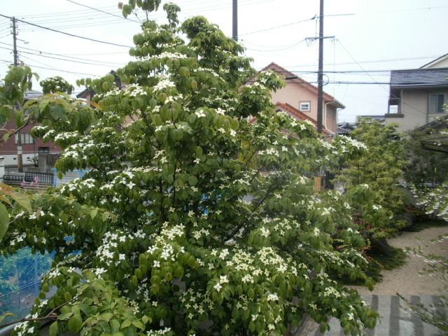 イメージ 9