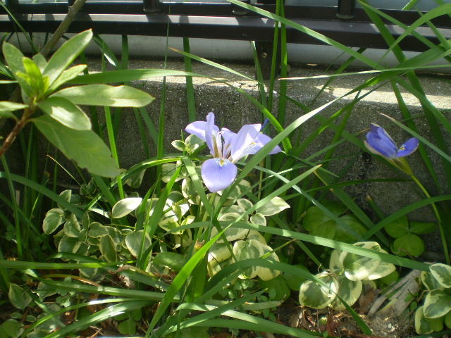 イメージ 2