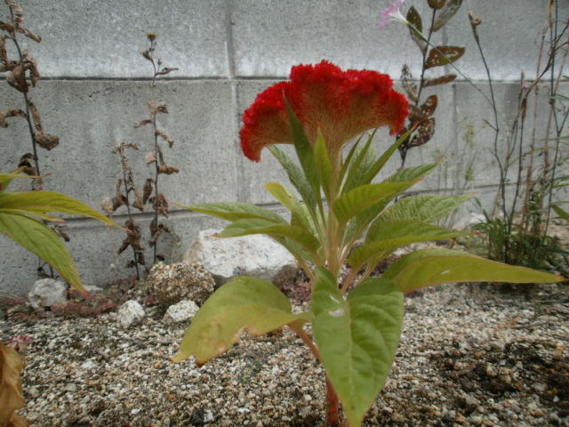 イメージ 2