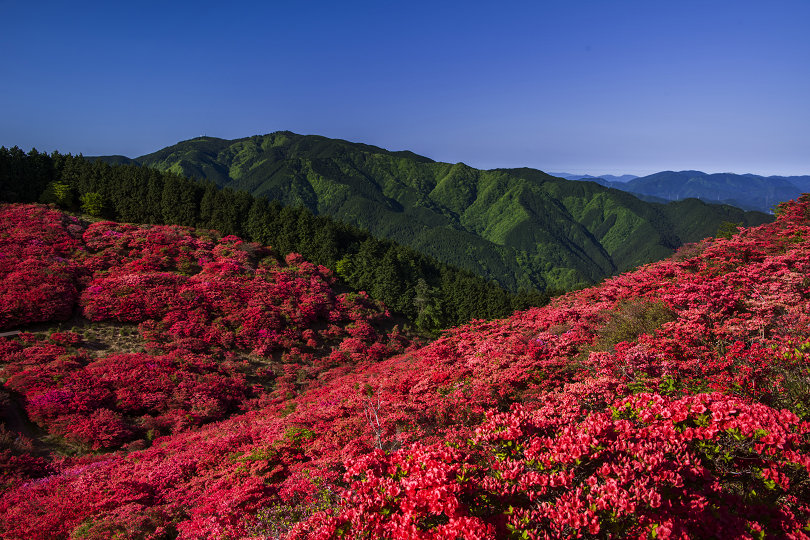 葛城山のヤマツツジ : 宵闇写真館・ブログ