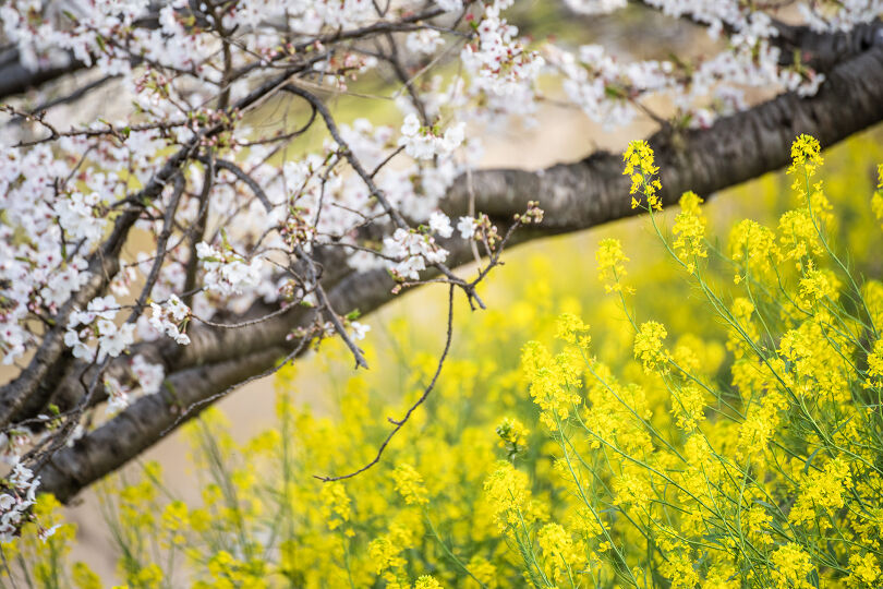 箸尾の桜並木2026 : 宵闇写真館・ブログ