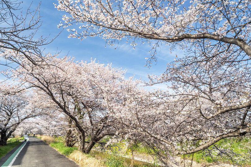 箸尾の桜並木2026 : 宵闇写真館・ブログ