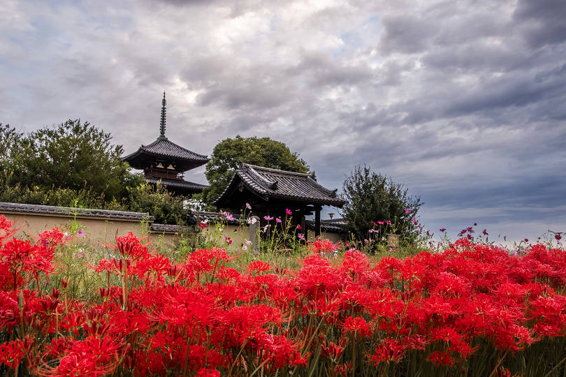 法起寺の彼岸花 : 宵闇写真館・ブログ