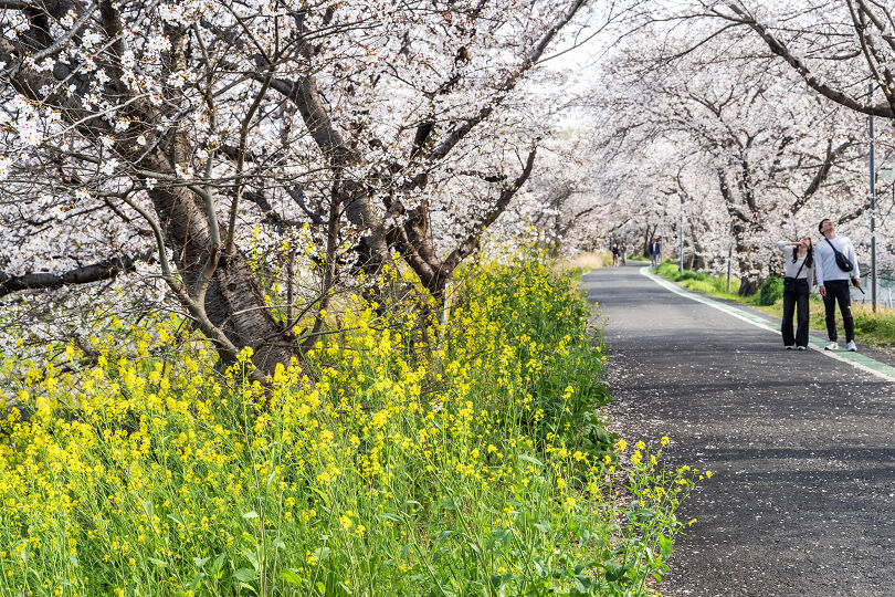 箸尾の桜並木2026 : 宵闇写真館・ブログ