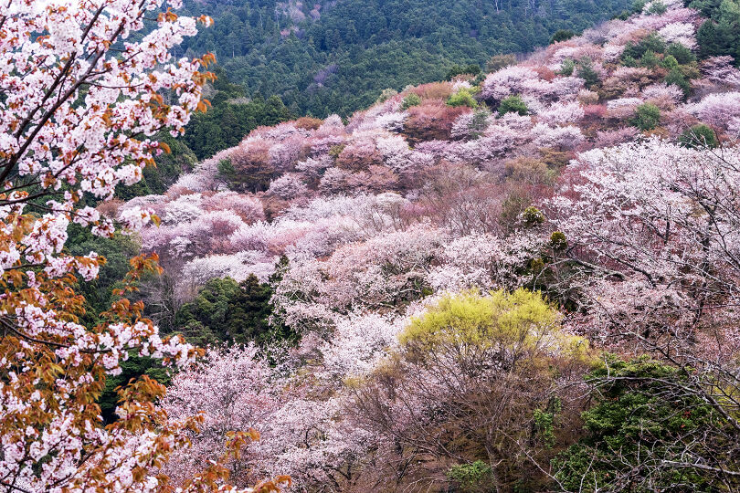 吉野山の桜 2026（その1） : 宵闇写真館・ブログ