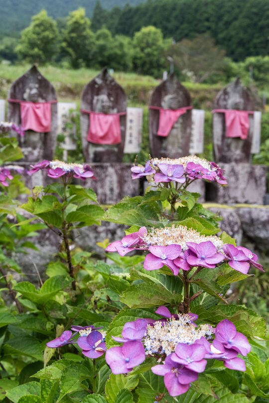 高天寺橋本院の紫陽花2026 : 宵闇写真館・ブログ