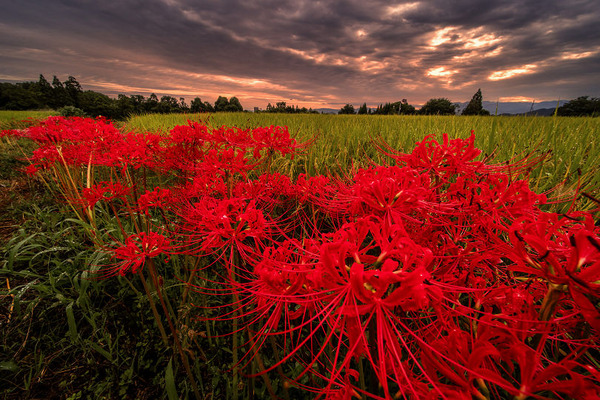 葛城の彼岸花（9/19） : 宵闇写真館・ブログ