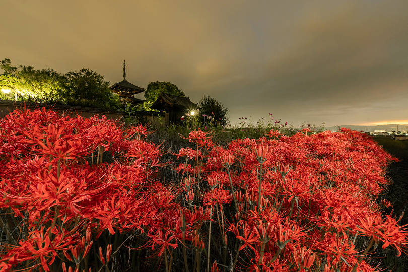 法起寺の彼岸花 : 宵闇写真館・ブログ