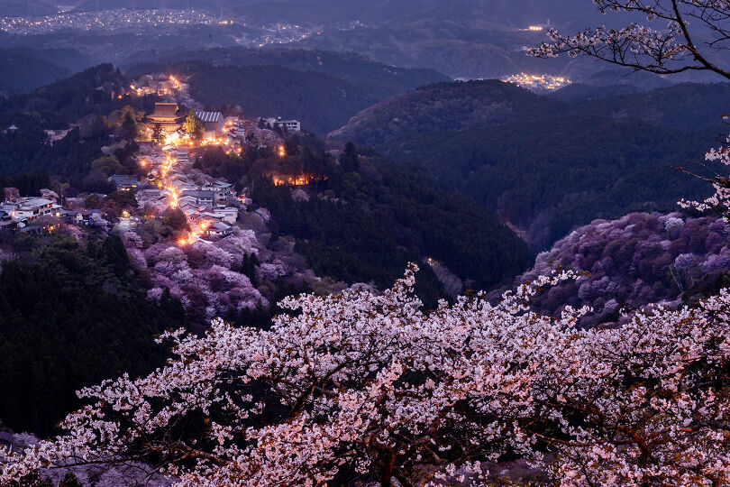 吉野山の桜 2026（その1） : 宵闇写真館・ブログ
