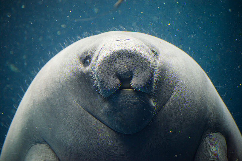タイ スワンカローク 白濁釉渇彩 霊鳥神像形 水注 15～16世紀 タイ