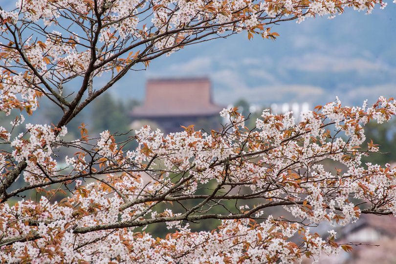 吉野山の桜（2024） : 宵闇写真館・ブログ