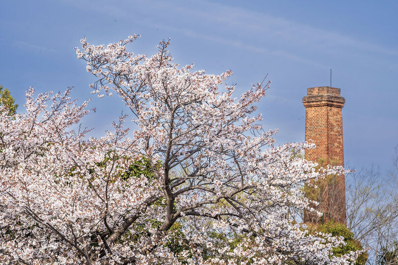 箸尾の桜並木2026 : 宵闇写真館・ブログ