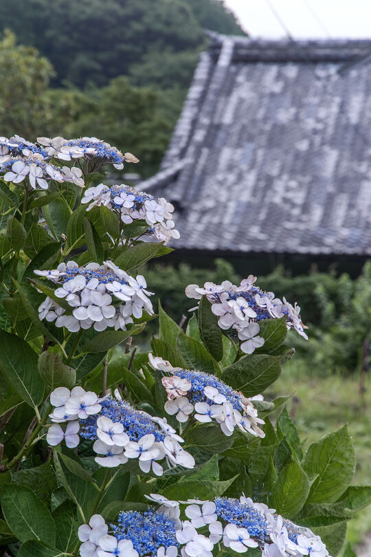 高天寺橋本院の紫陽花2026 : 宵闇写真館・ブログ