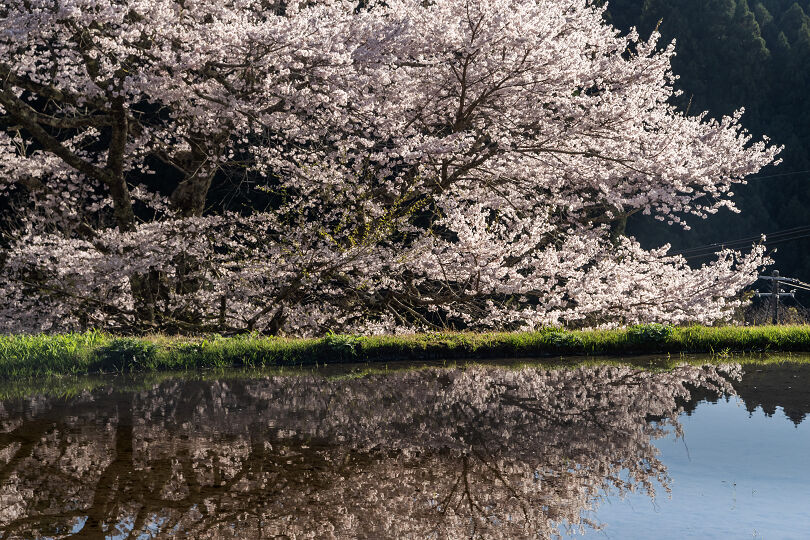 月光下の諸木野の桜 : 宵闇写真館・ブログ